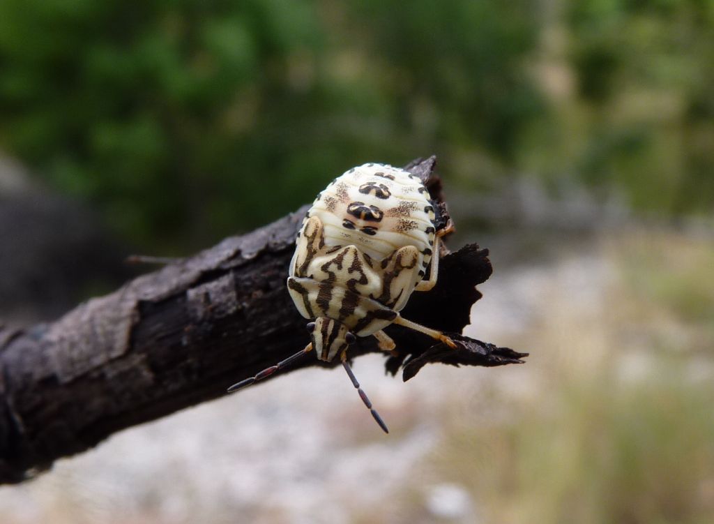 Chi conosce questo pentatomidae? Carpocoris sp (ninfa)